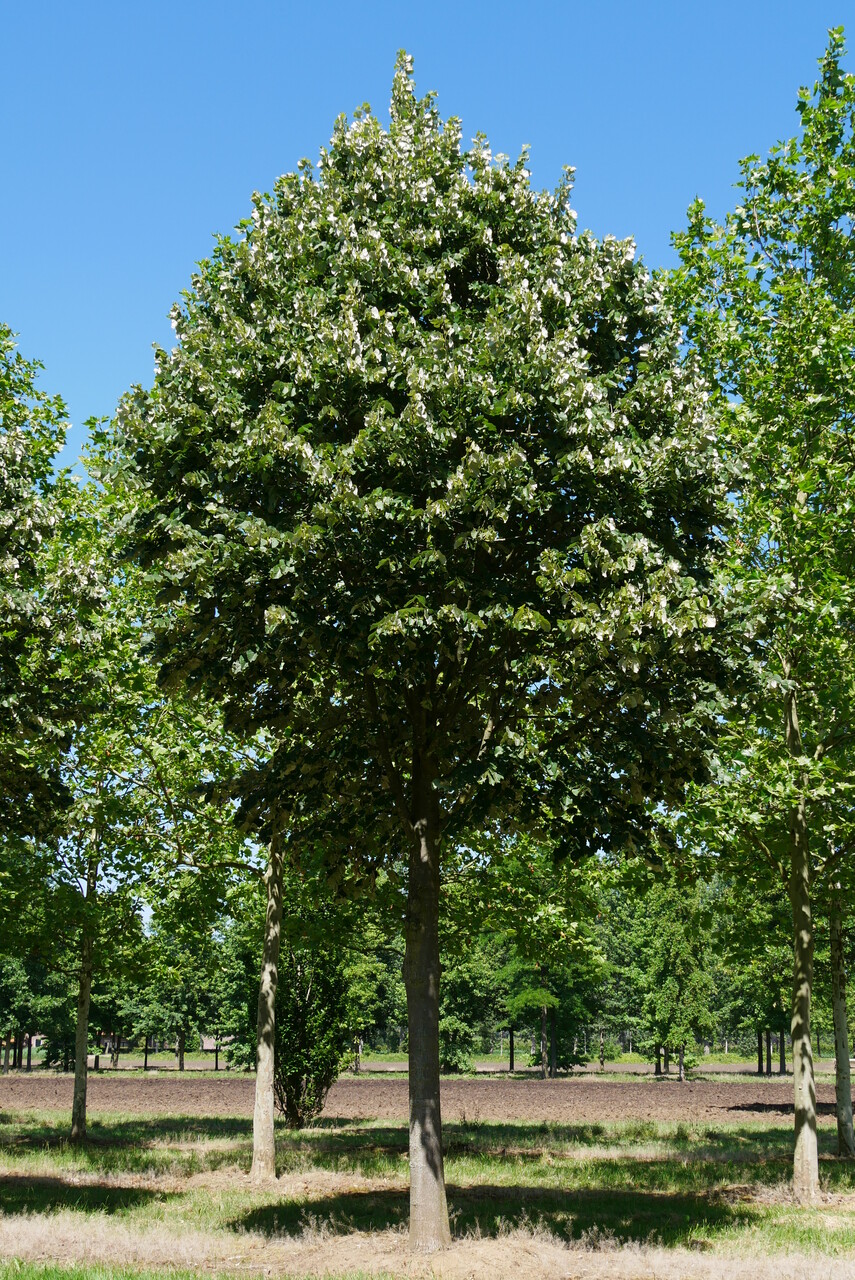 tilia-tomentosa-tilleul-argent-van-den-berk-p-pini-res